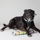 Illustration for article titled Does your dogs breed really determine its personality?
